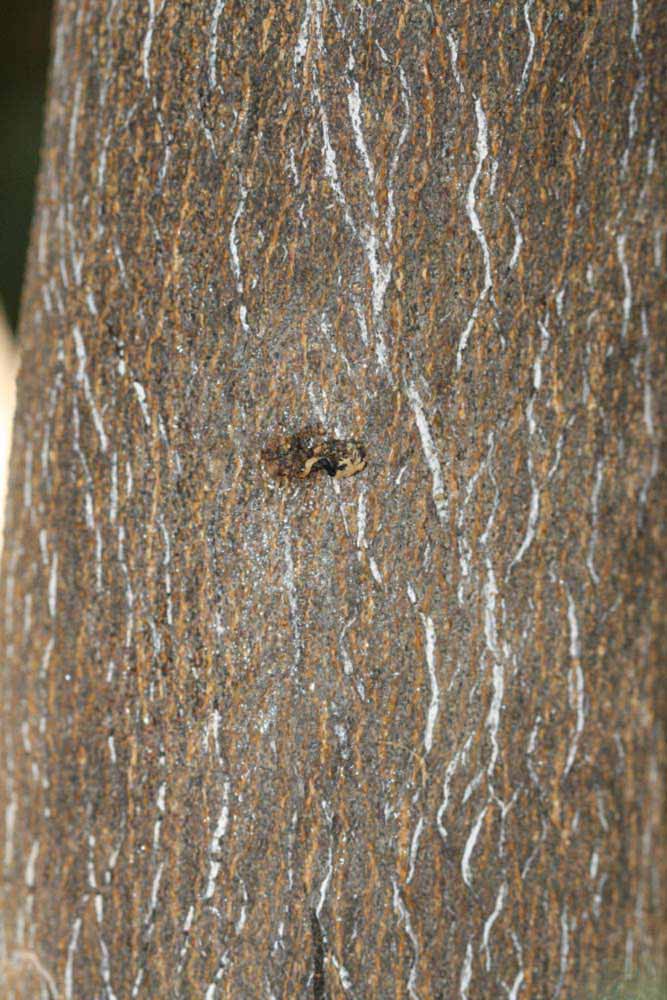           Bark (Riverside, CA)   